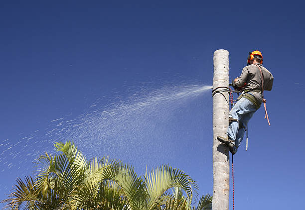 Trusted White Sands, NM Tree Services Experts